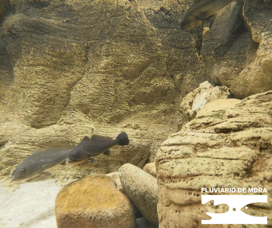 Pela Saúde dos Oceanos, Siga o Rio 1