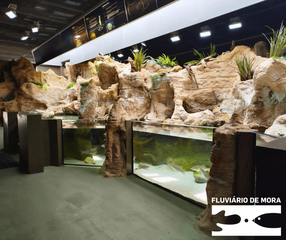 Pela Saúde dos Oceanos, Siga o Rio 2