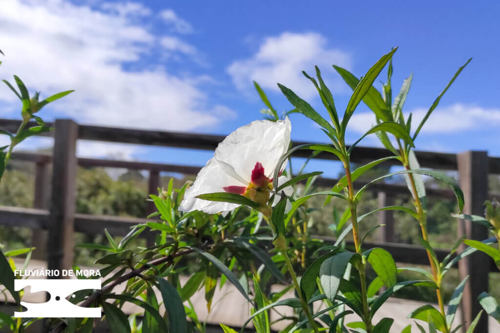 Dia Mundial do Ambiente