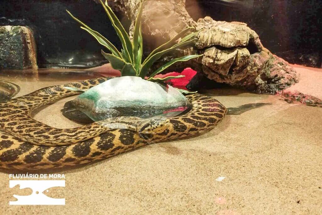 “Ao Ritmo da Serpente” 4 Dia Mundial da Cobra 2025 16 de Julho 1